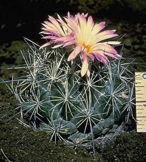 Coryphantha_ramillosa